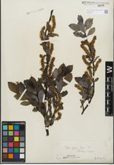 Foto von Salix glabra Scop.